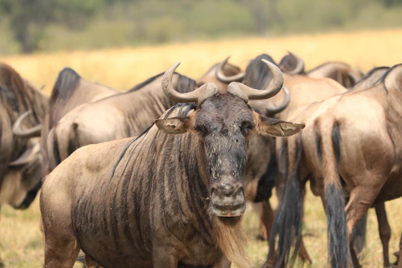 White House Of Tanzania Vandrarhem Arusha Exteriör bild